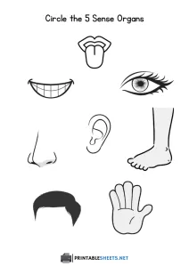 thumbnail of 5 Sense Organs Worksheet – Identify and Circle Activity for Kids